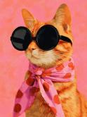 The image for Monday $37: Reservations Required: Shady Cat